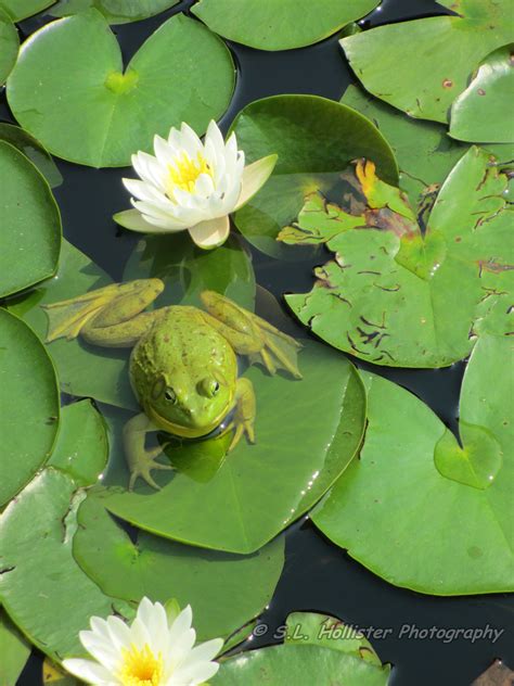Frog On A Lily Pad Lily Pads Pond Painting Water Lilies