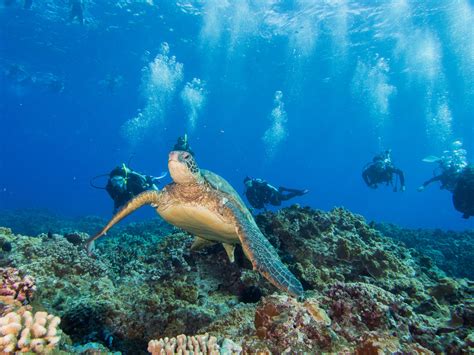 Maui Scuba Diving Dive Site Guide