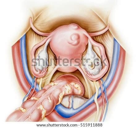 Ovaries are the female gonads — the primary female reproductive organs. Uterus Ovaries Normal Ovary Left Ovary Stock Illustration 515911888 - Shutterstock