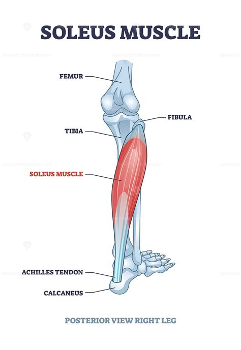 Soleus Muscle With Anatomical Leg Bones Skeletal Structure Outline