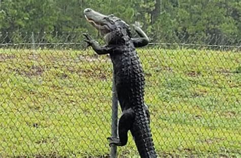 Alligators In Florida Can Now Climb Fences Yes You Read That Right