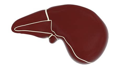 Human Liver 3d Models In Medicines 3dexport