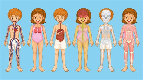 Os sistemas do corpo humano para crianças YouTube