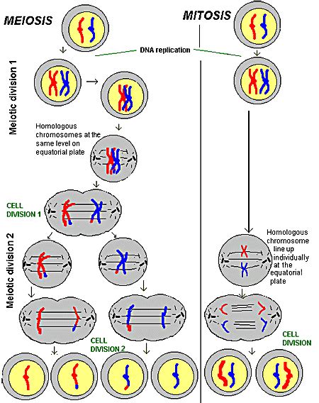 Meiosis forms the basis of sexual reproduction, which increases the genetic diversity of the offspring. Meiosis