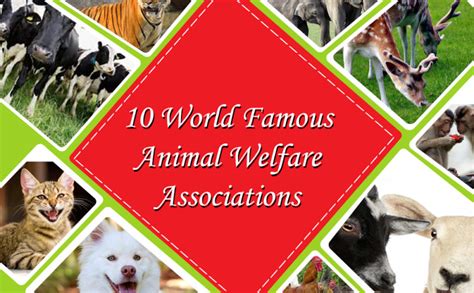 10 World Famous Animal Welfare Associations Dollons