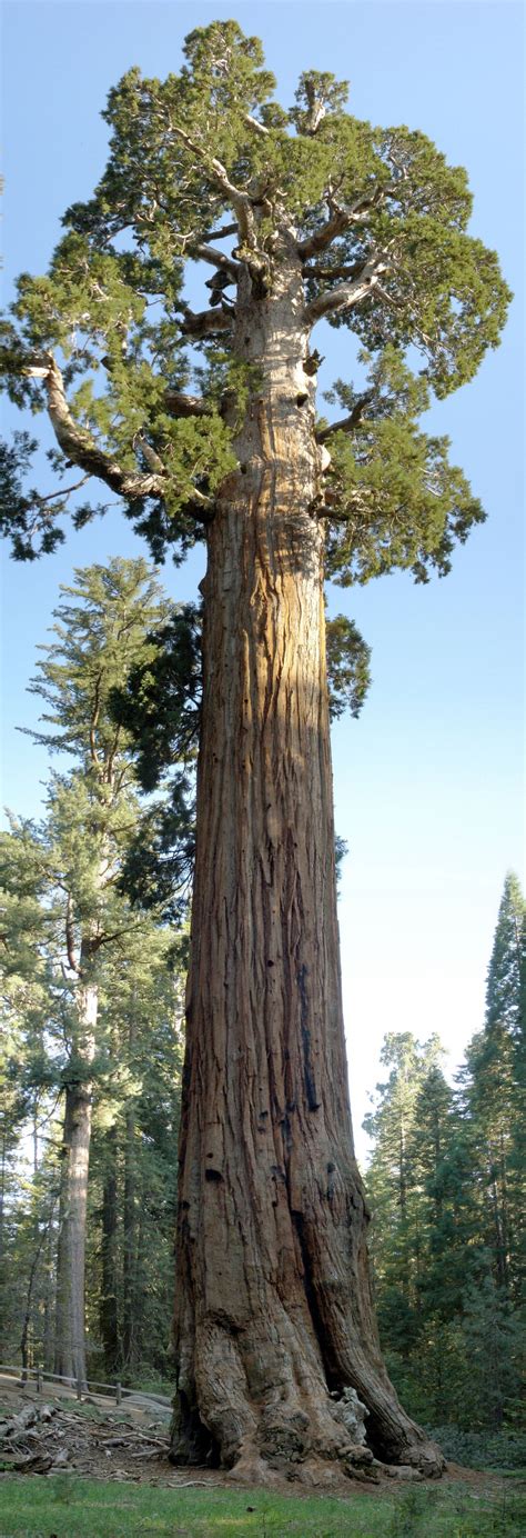The Giant Sequoia Sequoiadendron Giganteum General Grant Tree In