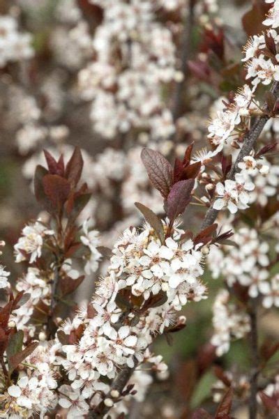 Prunus Cistena Various Sizes Jerrys Landscape Nursery