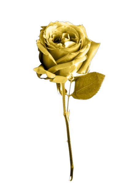 Golden Rose Png Image Background Png Arts