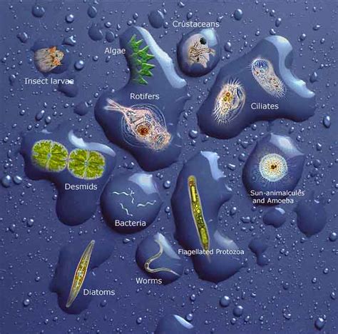 Climenhagabiology Protist