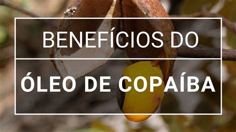 Os Incríveis Benefícios Do óleo De Copaíba Youtube