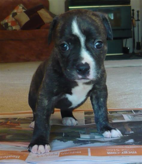 puppies  sale american bull  staffy melbourne dogs  sale puppies  sale melbourne