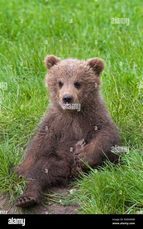 Portrait Of Cute Eurasian Brown Bear European Brown Bear Ursus