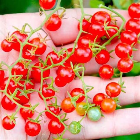Jual Benih Bibit Tomat Cherry Red Currant Biji Haira Seed Sayuran