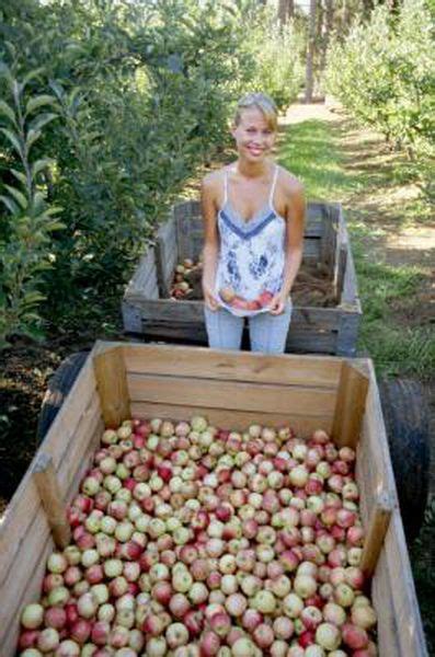 How To Grow Pink Lady Apples Pink Lady Apples Backyard Vegetable