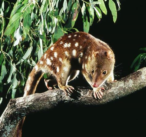 Endangered Spotted Quoll Faeces Found At Undullah After 10 Year Search
