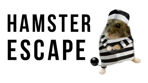Funny Hamster Escape Youtube