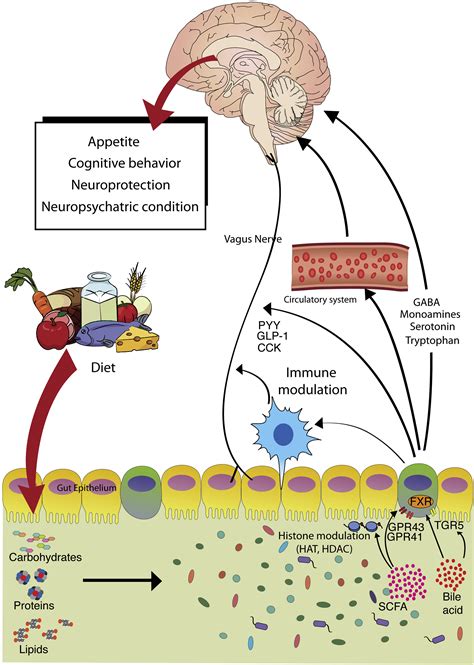 Feeding The Microbiota Gut Brain Axis Diet Microbiome And