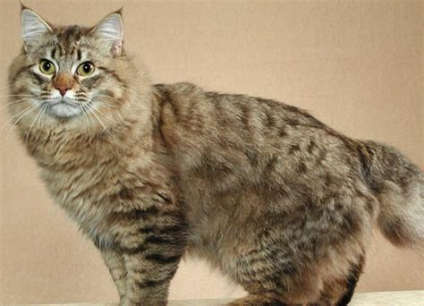 cat breeds cat breed selector   mypetzilla