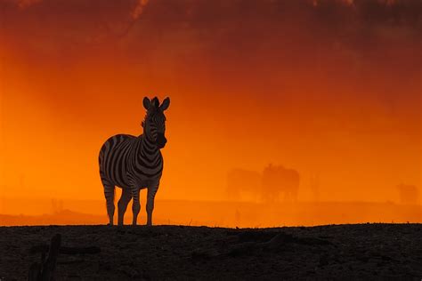 zebra stands in sunset in a cloud of dust wildlife photographer prints
