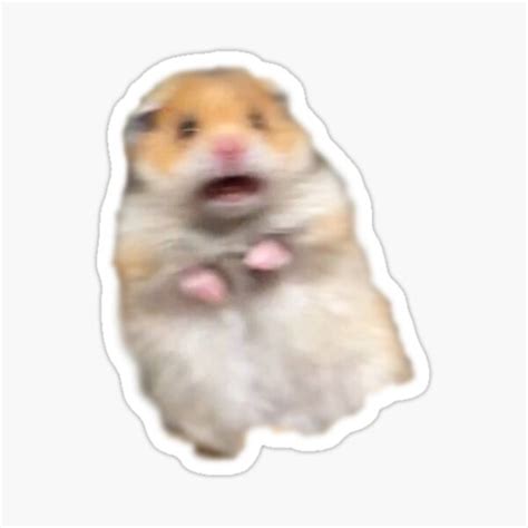 Shocked Funny Hamster Meme Sticker For Sale By Oopsgab Redbubble