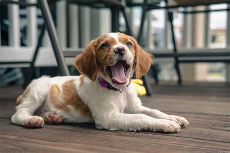 6 Facts About Brittany Spaniels Greenfield Puppies