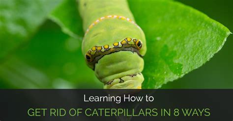 Learning How To Get Rid Of Caterpillars In 8 Ways Garden Loka