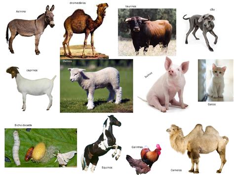 Domesticavam E Criavam Animais