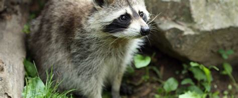 Rabies And Animals In North Carolina Critter Control Of The Triangle
