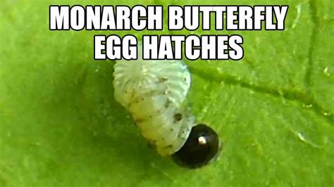 Monarch Butterfly Egg Hatching Time Lapse Youtube