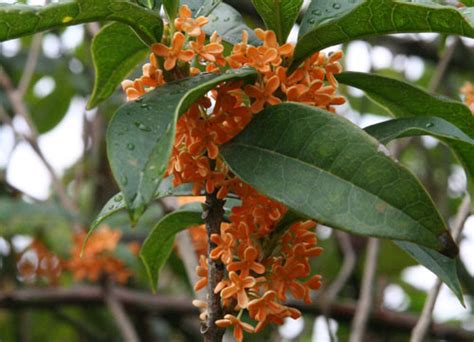 Pianta sempreverde conosciuta con il nome di scovolino per la forma bizzarra dei. Pivoines et Macarons: Osmanthus fragrans aurantiacus