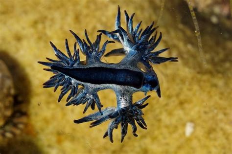 Blue Dragon Sea Slugs Washing Up On Beaches In Texas