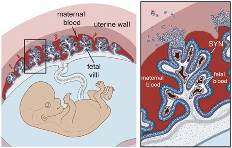 Baby And Placenta Diagram