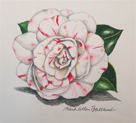 We did not find results for: Camellia 1 | Flower drawing, Color pencil drawing, Drawings