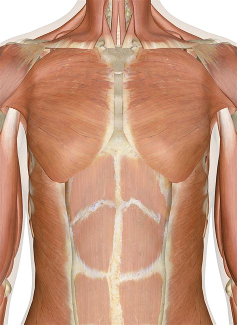 Female Chest Muscle Anatomy