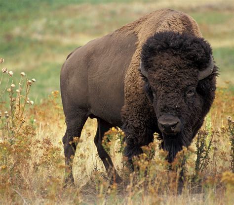 Bison Buffalo Portrait Free Stock Photo Public Domain Pictures