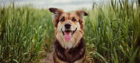 Dogs are opportunistic animals and will eat just about anything or you can feed your dog in his crate which keeps the mess confined to a smaller area which is easier to clean. How Much To Feed Dogs And Cats - Feeding Raw Pet Food