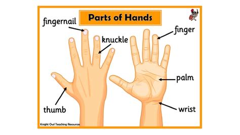 Parts Of The Hand Poster