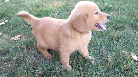 Bouncer Red Golden Retriever Puppy For Sale Youtube
