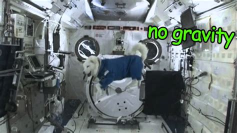 Space Doge Doge Meme Youtube