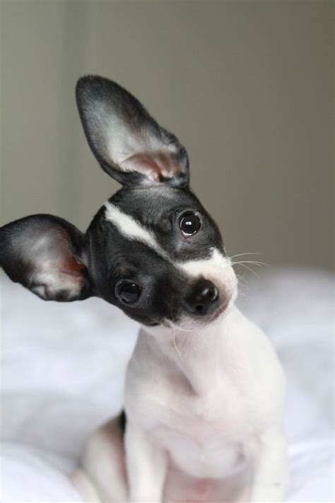 Toy fox terriers and rat terriers are often compared to each other. 159 best Toy Fox Terriers images on Pinterest | Toy fox ...