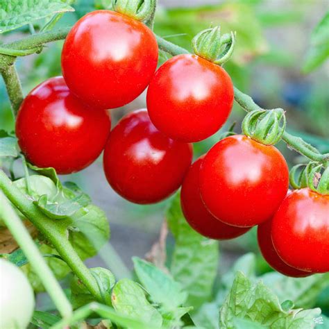 Tomato Red Cherry — Green Acres Nursery And Supply