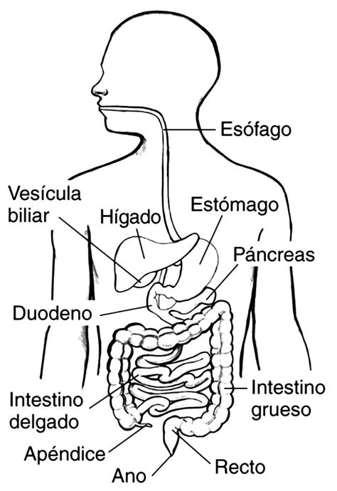 Dibujos De Aparato Digestivo Para Colorear Para Colorear Pintar E