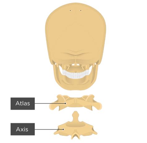 Atlas Bone Anatomy Getbodysmart