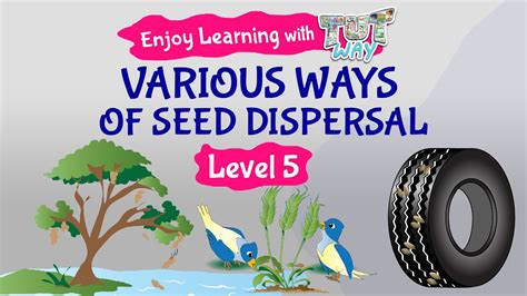 Various Ways Of Seed Dispersal Science Grade 34 Tutway Youtube