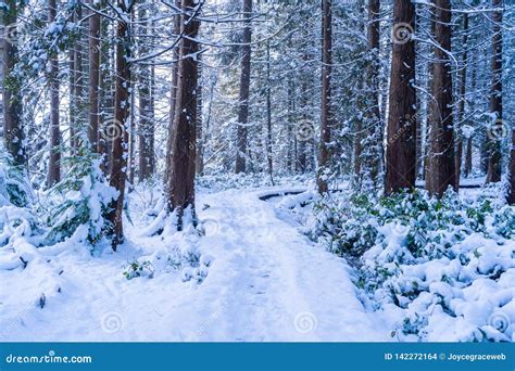 Forest Trail Covered In Snowfall After A Snowstorm In Vancouver Delta
