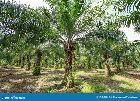 Palm Oil Tree In Palm Plantation Stock Photo Image Of Malaysia