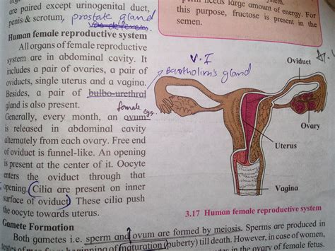 Female Reproductive System