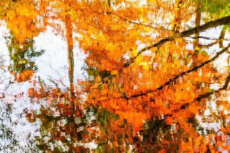 Colorful Autumn Trees Reflected In Water Stock Photo Image Of Bush