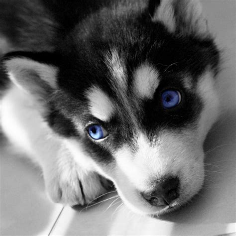 List Of Buy A Husky Puppy Ideas Kinds Of Puppies