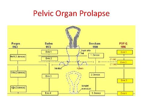 Pelvic Floor And Functional Anatomy Assoc Prof Gazi